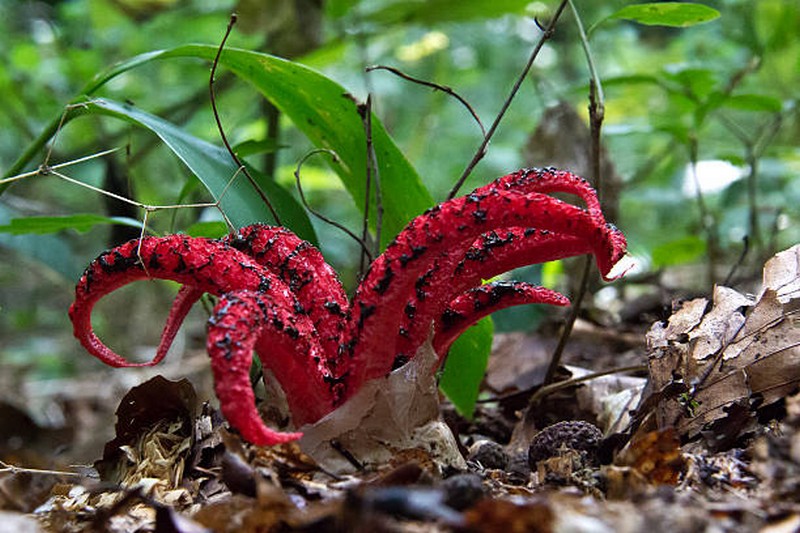 pulpo apestoso |:  Las plantas más extrañas del mundo que podrían asustarte |  Zestradar