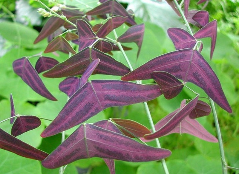 ala de mariposa roja |:  Las plantas más extrañas del mundo que podrían asustarte |  Zestradar