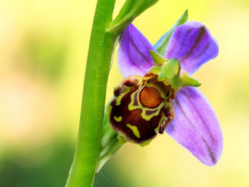 abeja orquídea  Las plantas más extrañas del mundo que podrían asustarte |  Zestradar