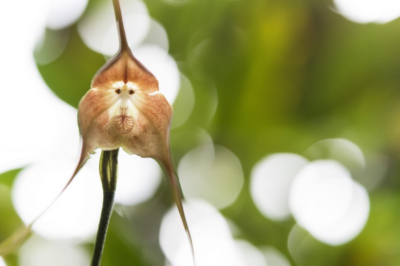 orquídea mono |:  Las plantas más extrañas del mundo que podrían asustarte |  Zestradar