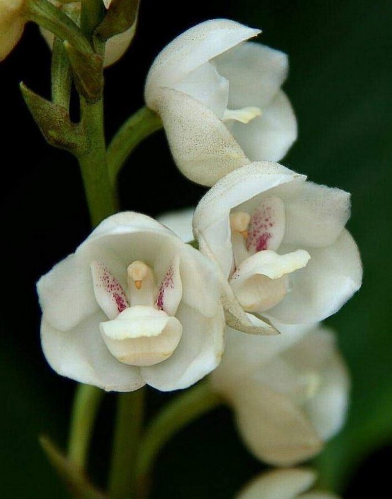 orquidea paloma |:  Las plantas más extrañas del mundo que podrían asustarte |  Zestradar