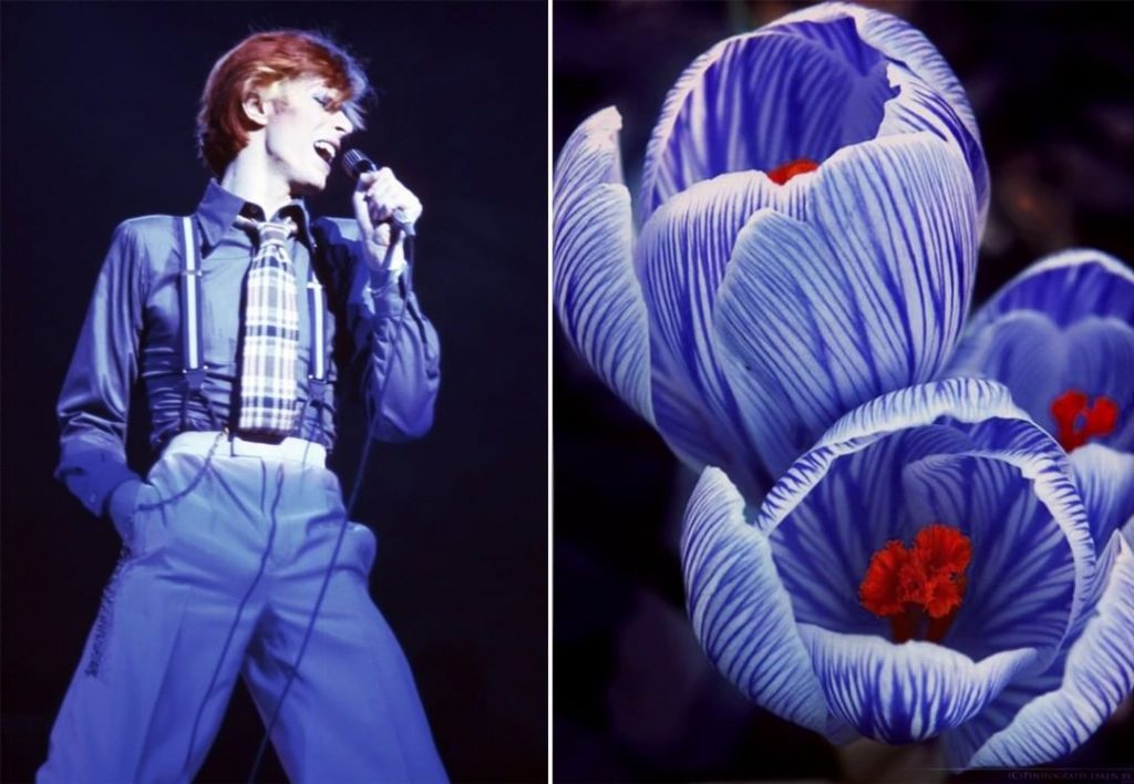 #13  David Bowie como Flores |  Zestradar