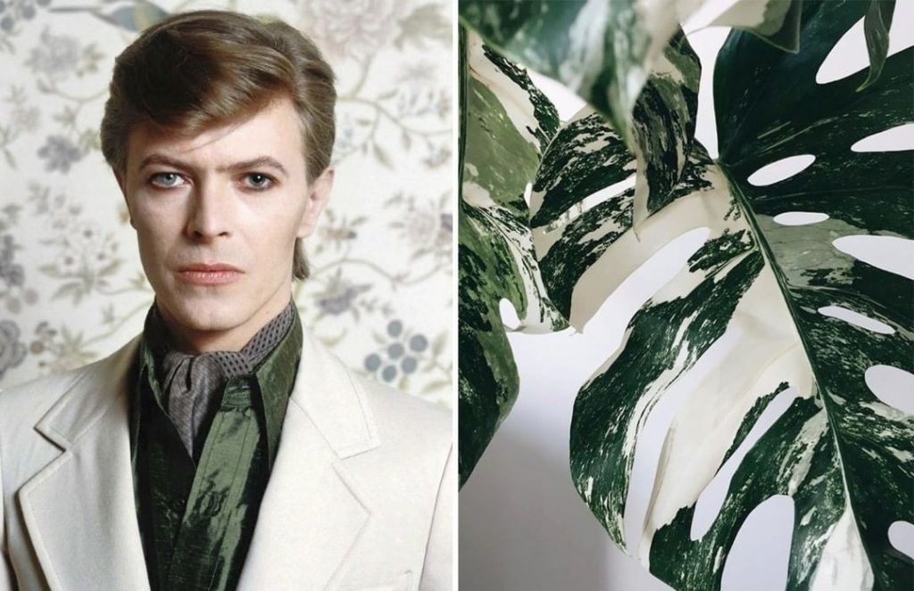 #14  David Bowie como Flores |  Zestradar