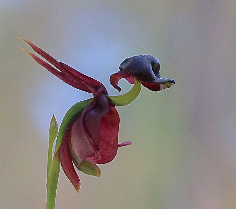 orquídea pato volador |:  Las plantas más extrañas del mundo que podrían asustarte |  Zestradar