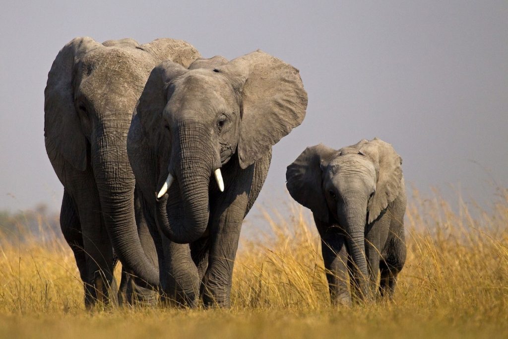 elefante  8 animales adorables que son sorprendentemente peligrosos |  Zestradar