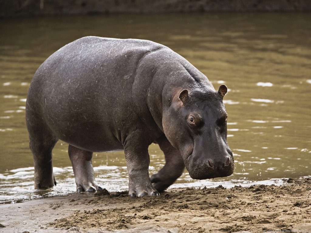 hipopótamo  8 animales adorables que son sorprendentemente peligrosos |  Zestradar