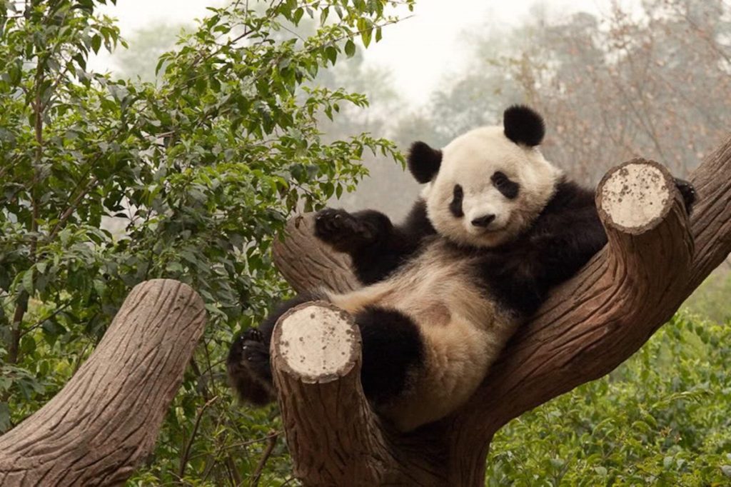 Oso panda |:  8 animales adorables que son sorprendentemente peligrosos |  Zestradar