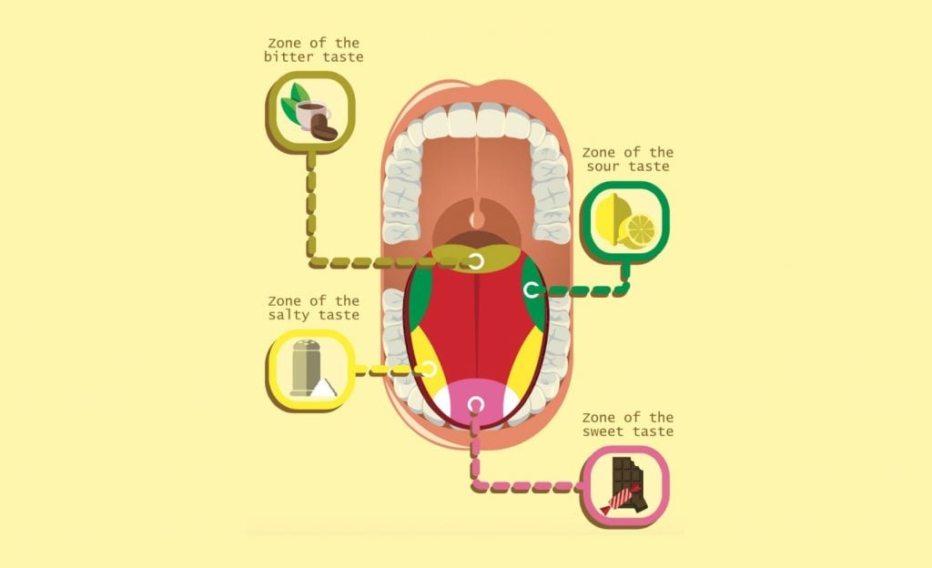 #3 |  Mitos sobre nuestro cuerpo que ya han sido desmentidos  Zestradar