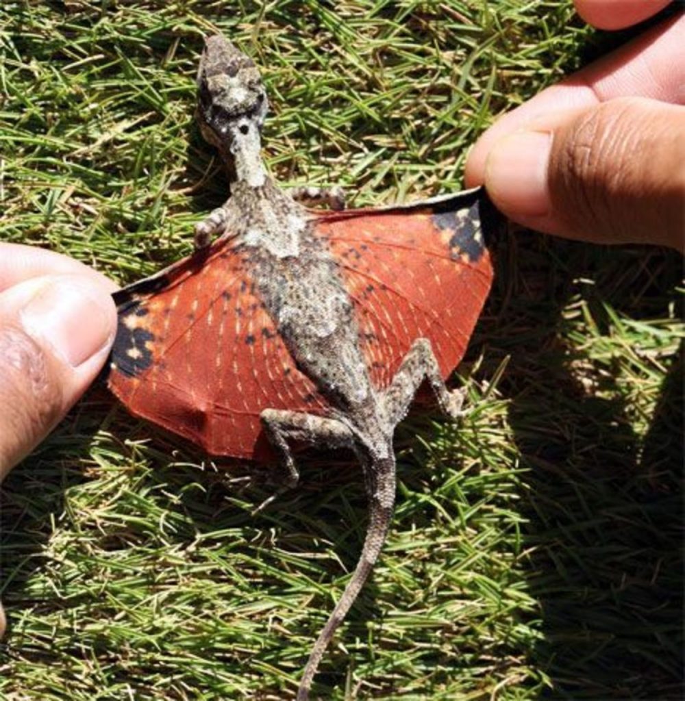 Dragón Volador |:  15 animales de aspecto extraño que pertenecen a una película de ciencia ficción |  Zestradar