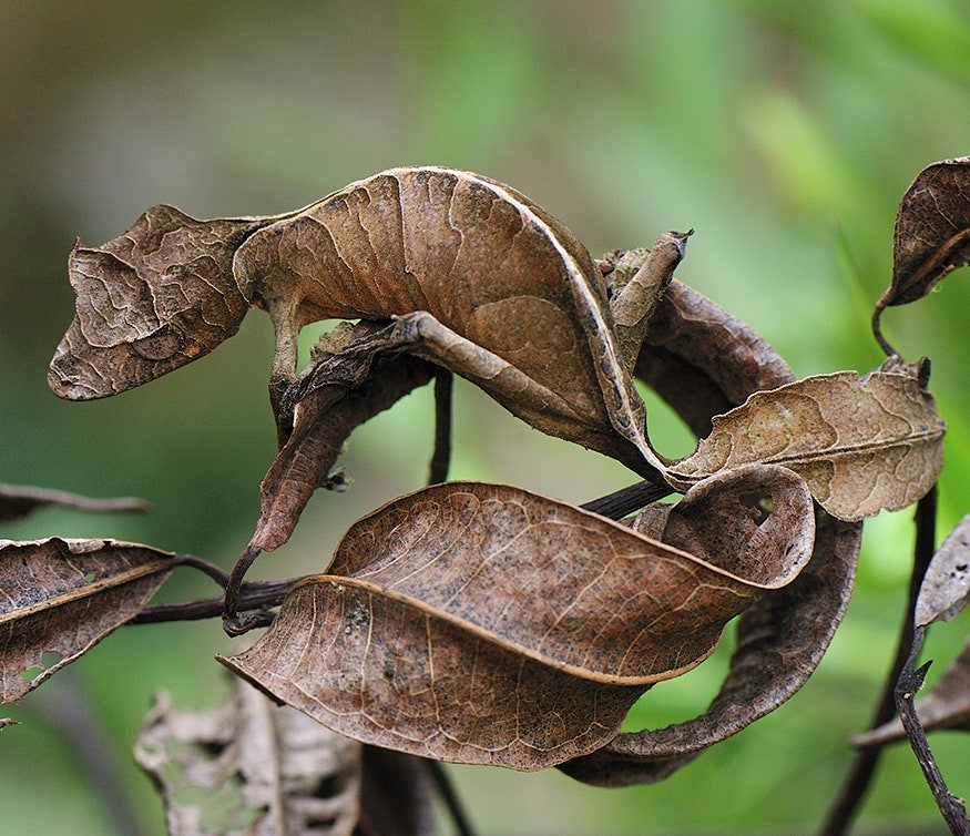 Gecko cola de hoja del diablo |:  15 animales de aspecto extraño que pertenecen a una película de ciencia ficción |  Zestradar