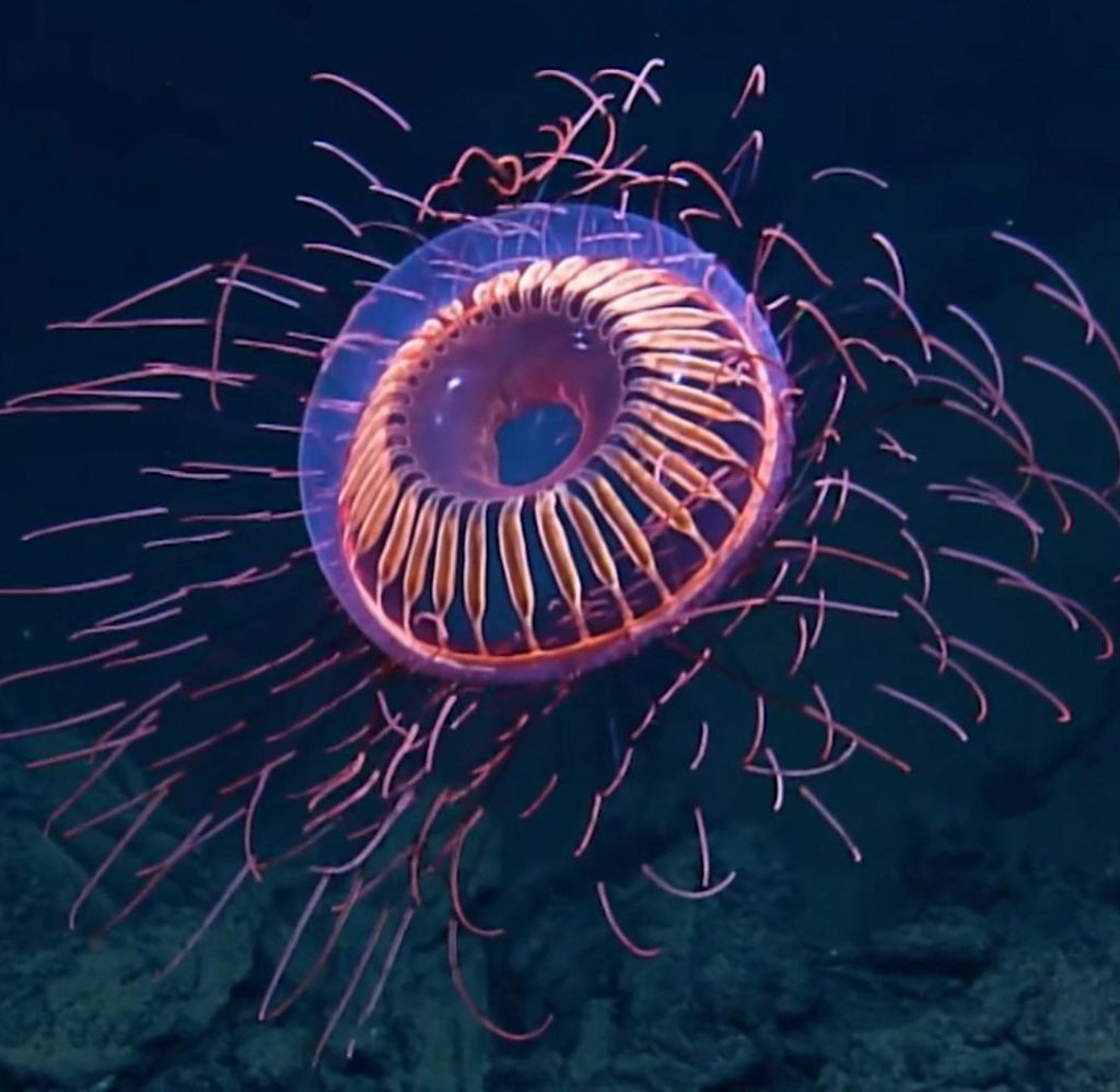 Halitrefes medusa |:  15 animales de aspecto extraño que pertenecen a una película de ciencia ficción |  Zestradar