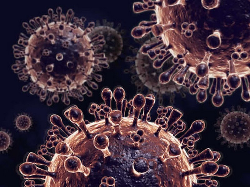 Gripe aviar |  Se han creado virus y bacterias mortales en laboratorios.  Zestradar