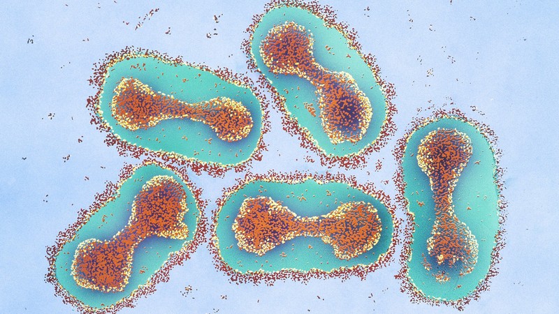 Flor de caballo |:  Se han creado virus y bacterias mortales en laboratorios.  Zestradar