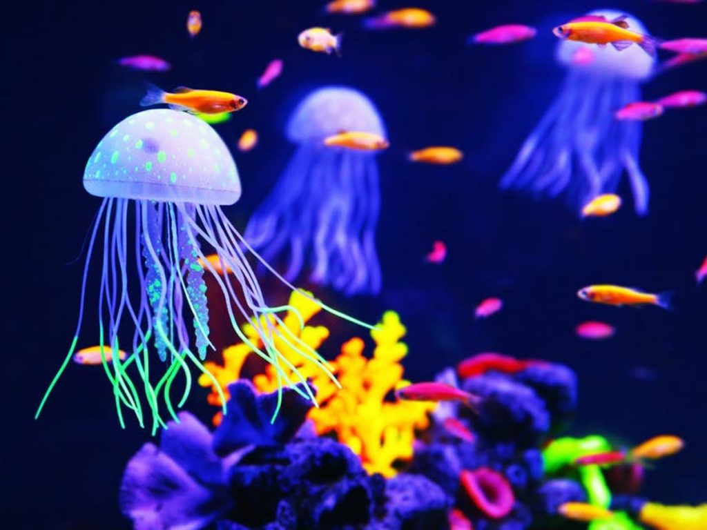 Medusa |:  10 animales con poderes que avergüenzan a tus superpoderes |  Zestradar