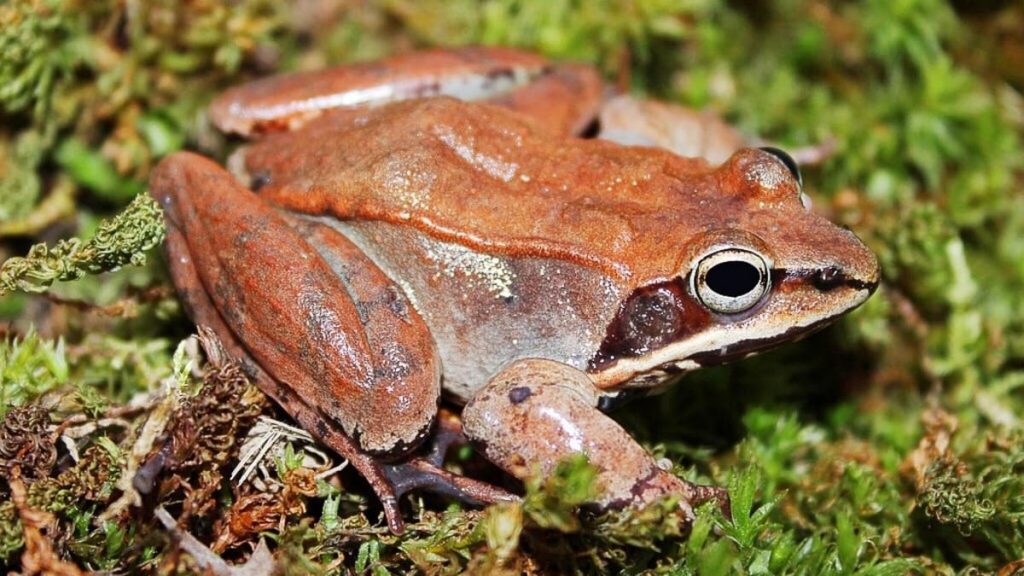 Rana de madera |:  10 animales con poderes que avergüenzan tus superpoderes |  Zestradar