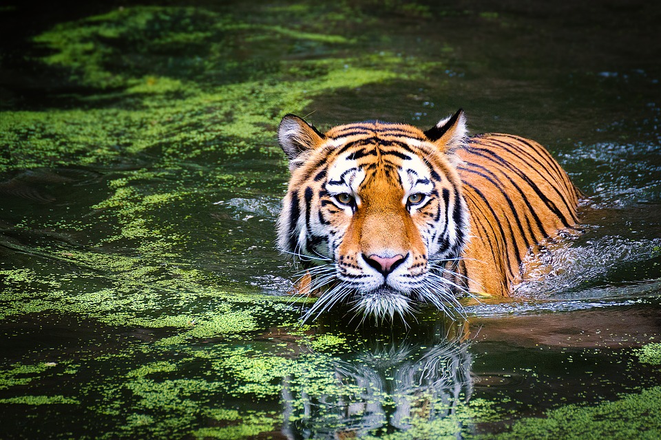 Tigre (China) |:  7 animales sagrados de todo el mundo |  Zestradar