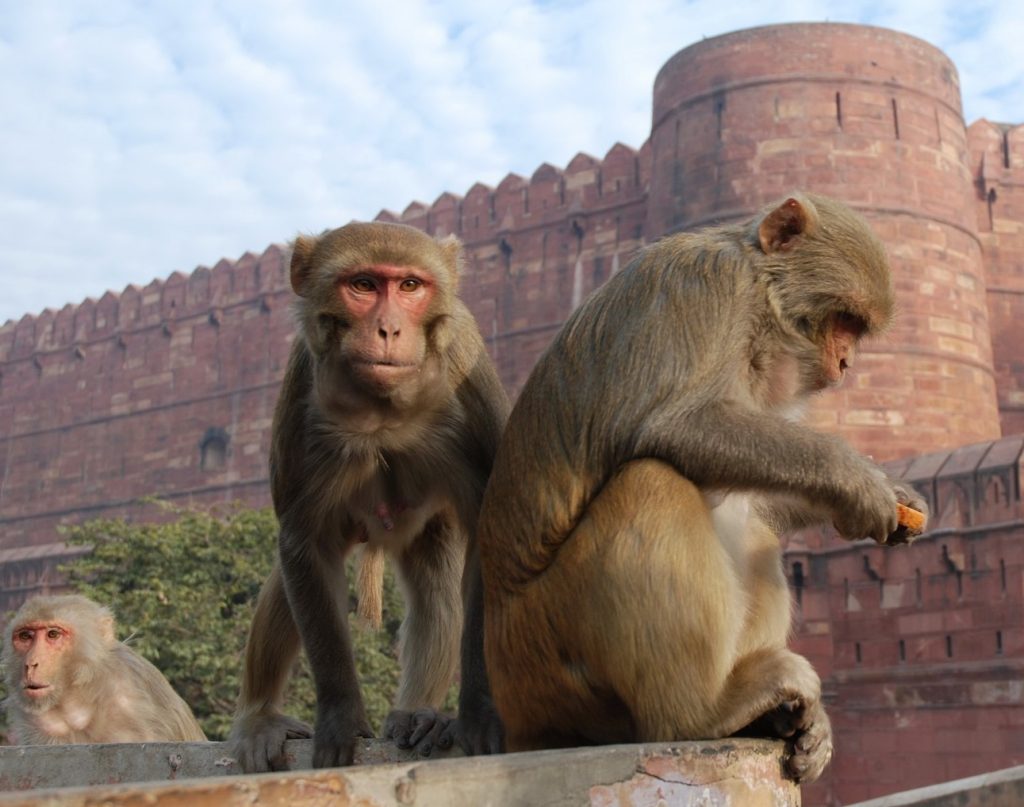 Mono (India) |:  7 animales sagrados de todo el mundo |  Zestradar