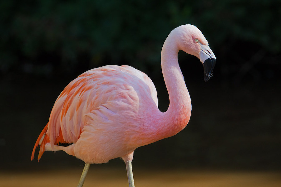 Flamenco chileno |:  Animales rosados ​​que probablemente nunca hayas visto antes |  Zestradar
