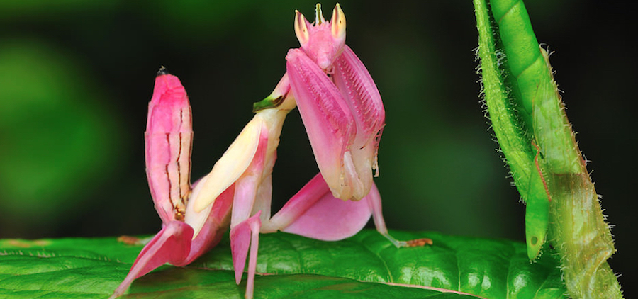 Mantis orquídea |:  Animales rosados ​​que probablemente nunca hayas visto antes |  Zestradar
