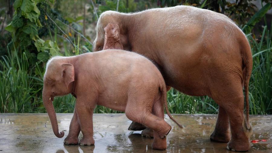 Elefante albino |:  Animales rosados ​​que probablemente nunca hayas visto antes |  Zestradar