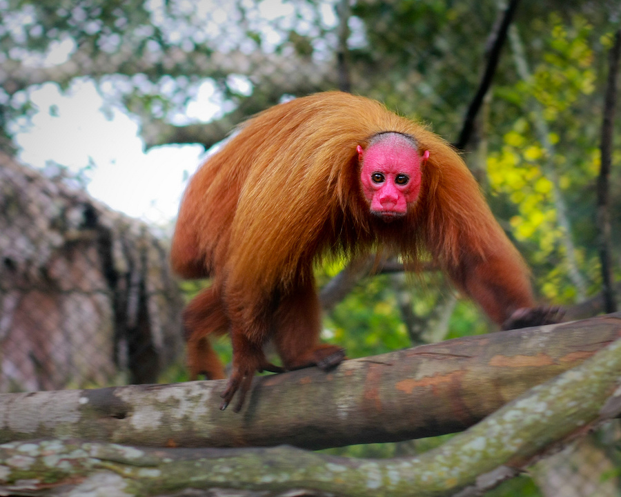 Ukari calvo |:  Animales rosados ​​que probablemente nunca hayas visto antes |  Zestradar