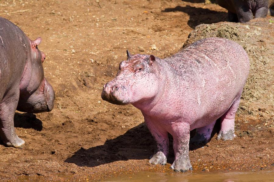 Hipopótamo leucístico |:  Animales rosados ​​que probablemente nunca hayas visto antes |  Zestradar