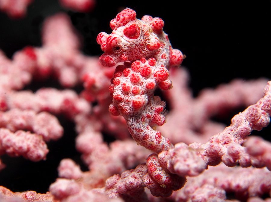 Caballito de mar pigmeo Bargibanti |:  Animales rosados ​​que probablemente nunca hayas visto antes |  Zestradar
