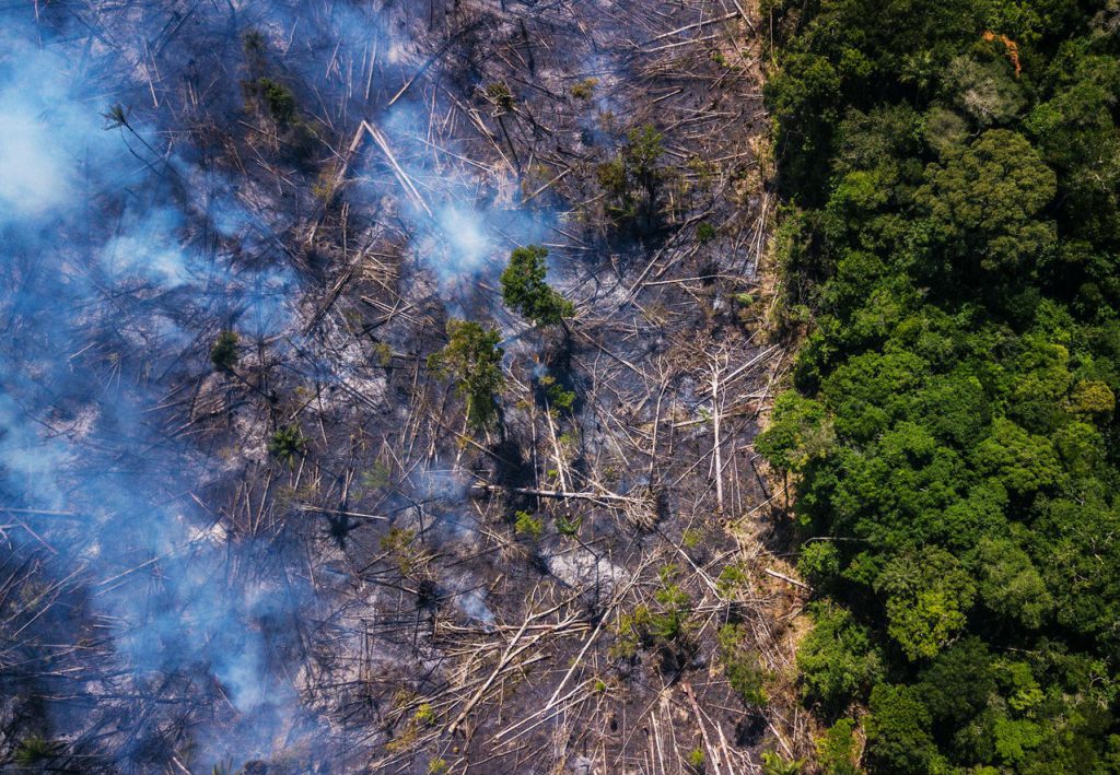 Los bosques están muriendo  7 problemas globales que están destruyendo la Tierra mientras hablamos |  Zest Radar: