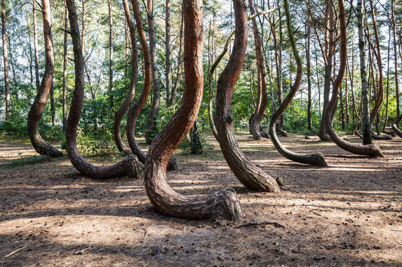 Bosque Torcido |:  10 de los fenómenos naturales más surrealistas de la Tierra |  Zestradar