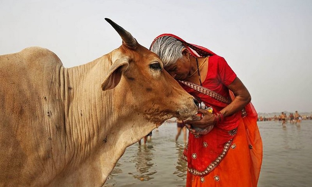 Vaca (India) |:  7 animales sagrados de todo el mundo |  Zestradar