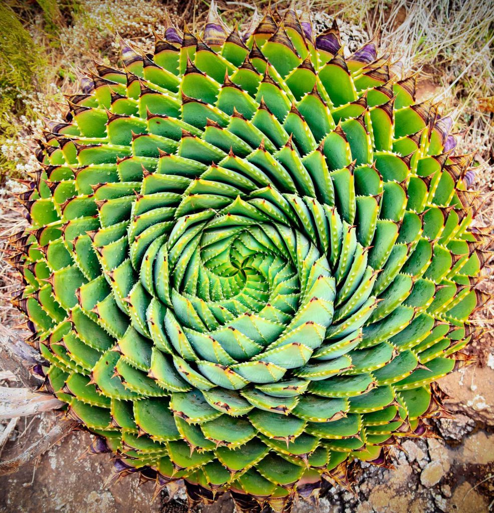 Aloe polifila |:  15 hermosas suculentas que parecen algo de otro planeta |  Zestradar