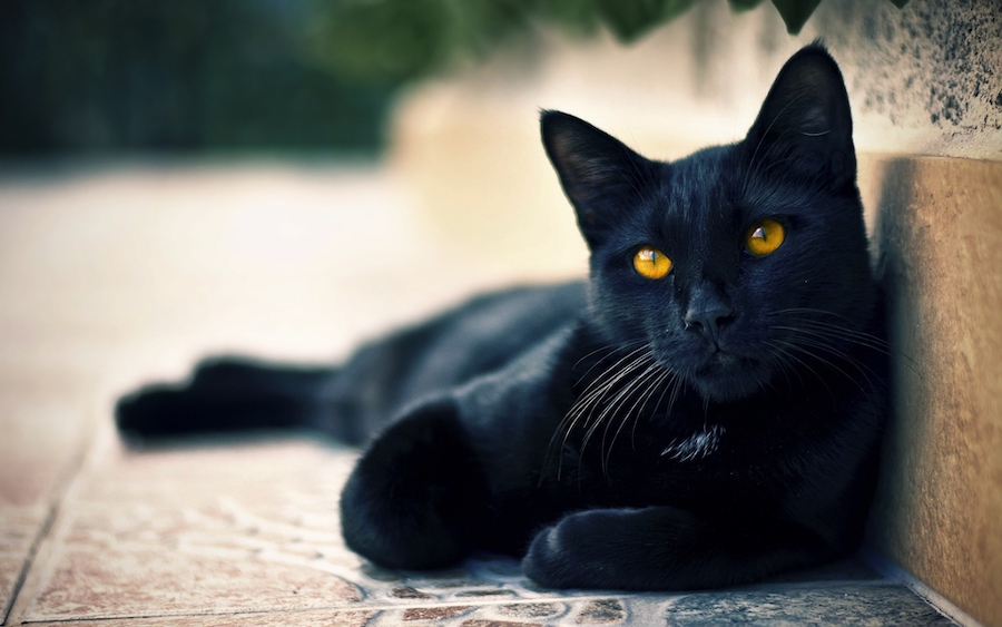Blackie |:  10 animales más ricos del mundo |  Zestradar