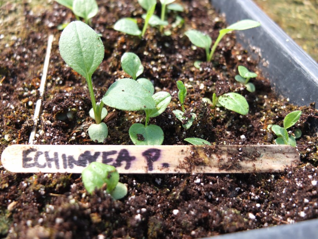 Crece a partir de semillas  Cómo cultivar equinácea en casa |  Zestradar