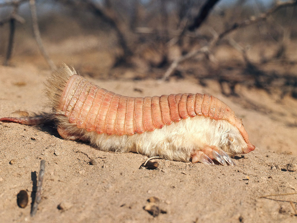 Armadillo Hada Rosa |:  10 veces la naturaleza se pasó de la raya para impresionarnos y funcionó.  |:  Zestradar