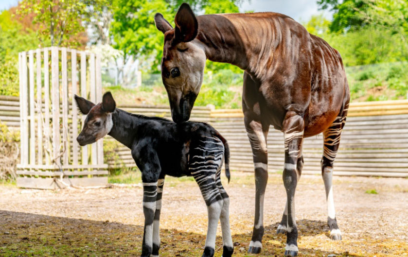 Okapi |  10 veces la naturaleza se pasó de la raya para impresionarnos y funcionó.  |:  Zestradar