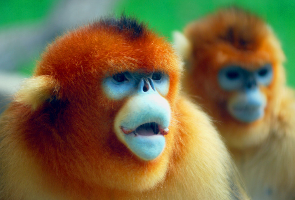 Monos de nariz dorada |:  10 veces la naturaleza se pasó de la raya para impresionarnos y funcionó.  |:  Zestradar