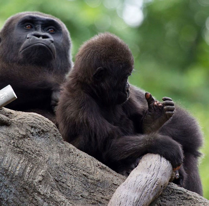#2  Gorila Anaka golpea a todos sin pigmentación en su brazo |  Zestradar