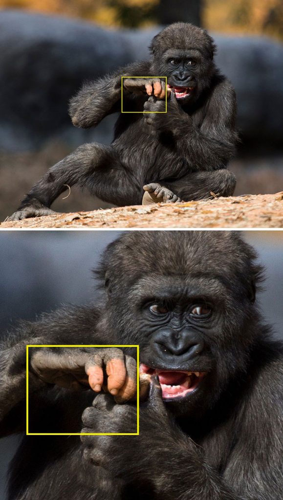 #4 |  Gorila Anaka golpea a todos sin pigmentación en su brazo |  Zestradar