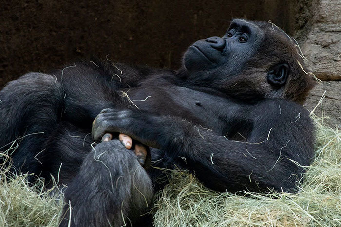 #3 |  Gorila Anaka golpea a todos sin pigmentación en su brazo |  Zestradar