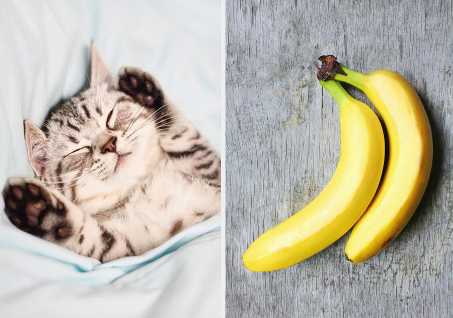     Compartimos genes con gatos y plátanos.  10 datos alucinantes sobre los genes que lo explican todo |  Zest Radar: