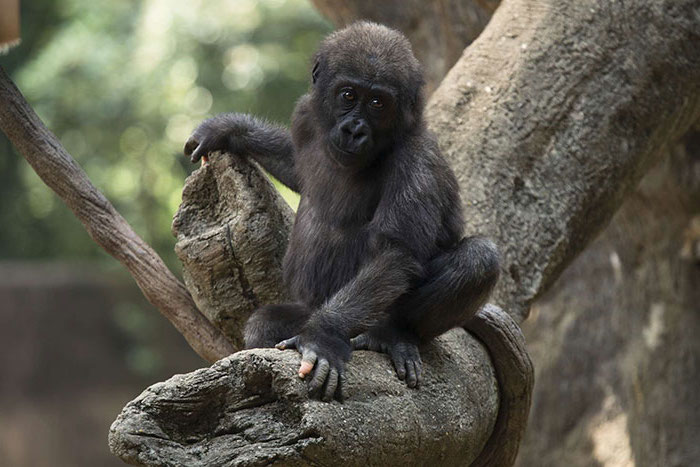 Gorila Anaka golpea a todos sin pigmentación en su brazo |  Zestradar